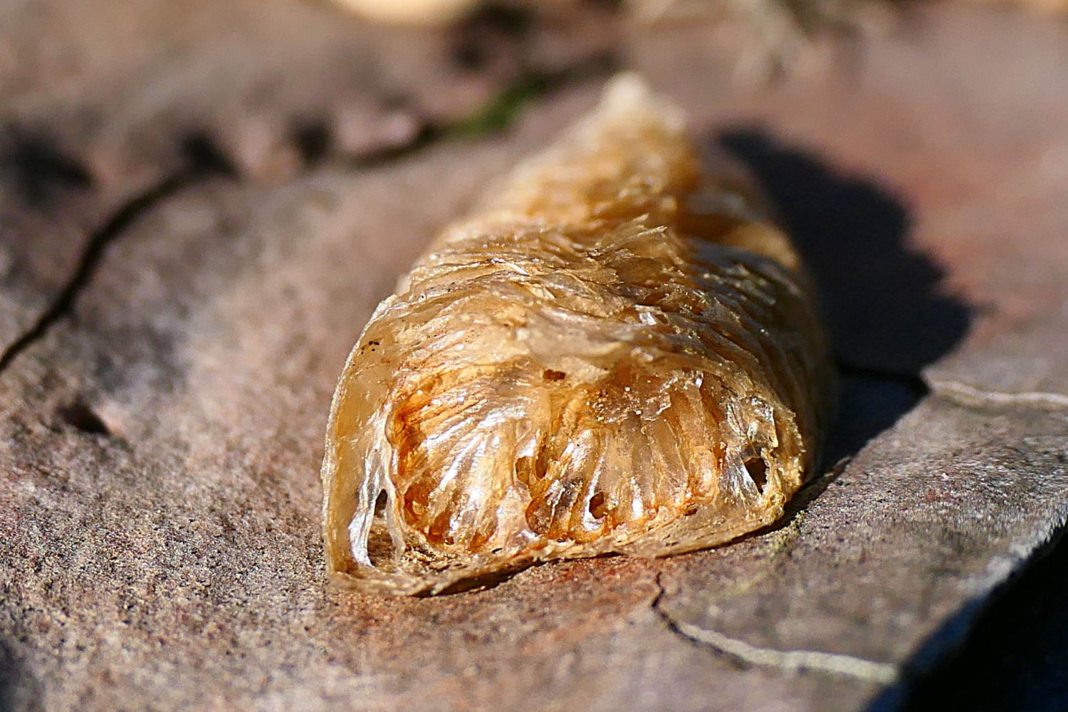 La mantis religiosa hembra crea esta ooteca.