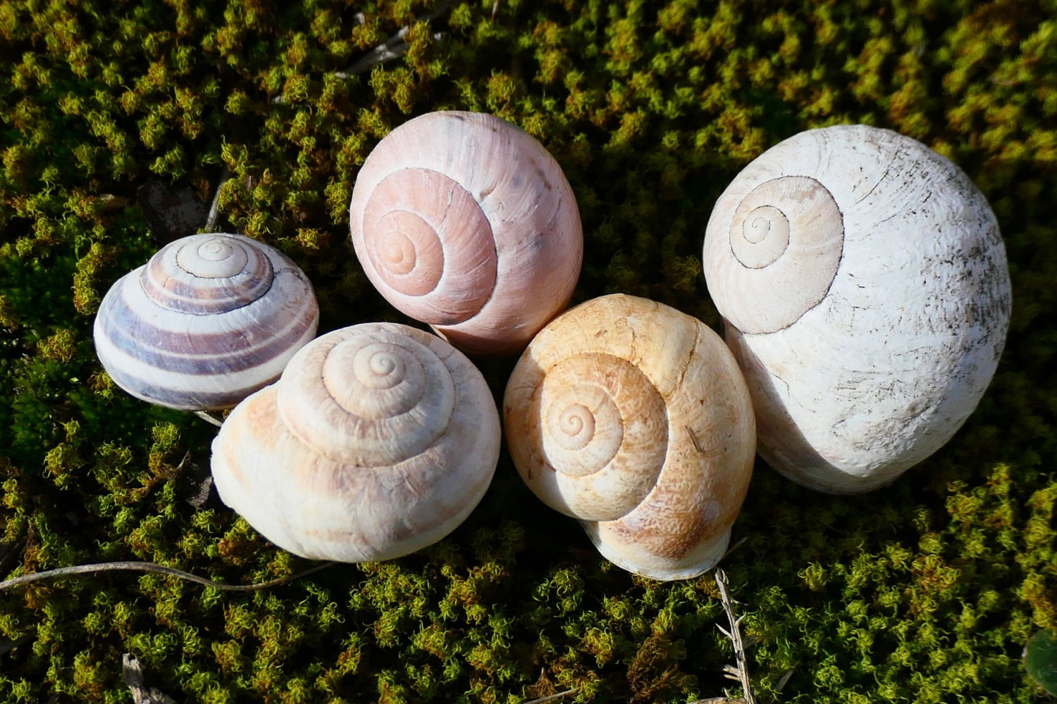 FotoFlash: La bella tanatocenosis del campo