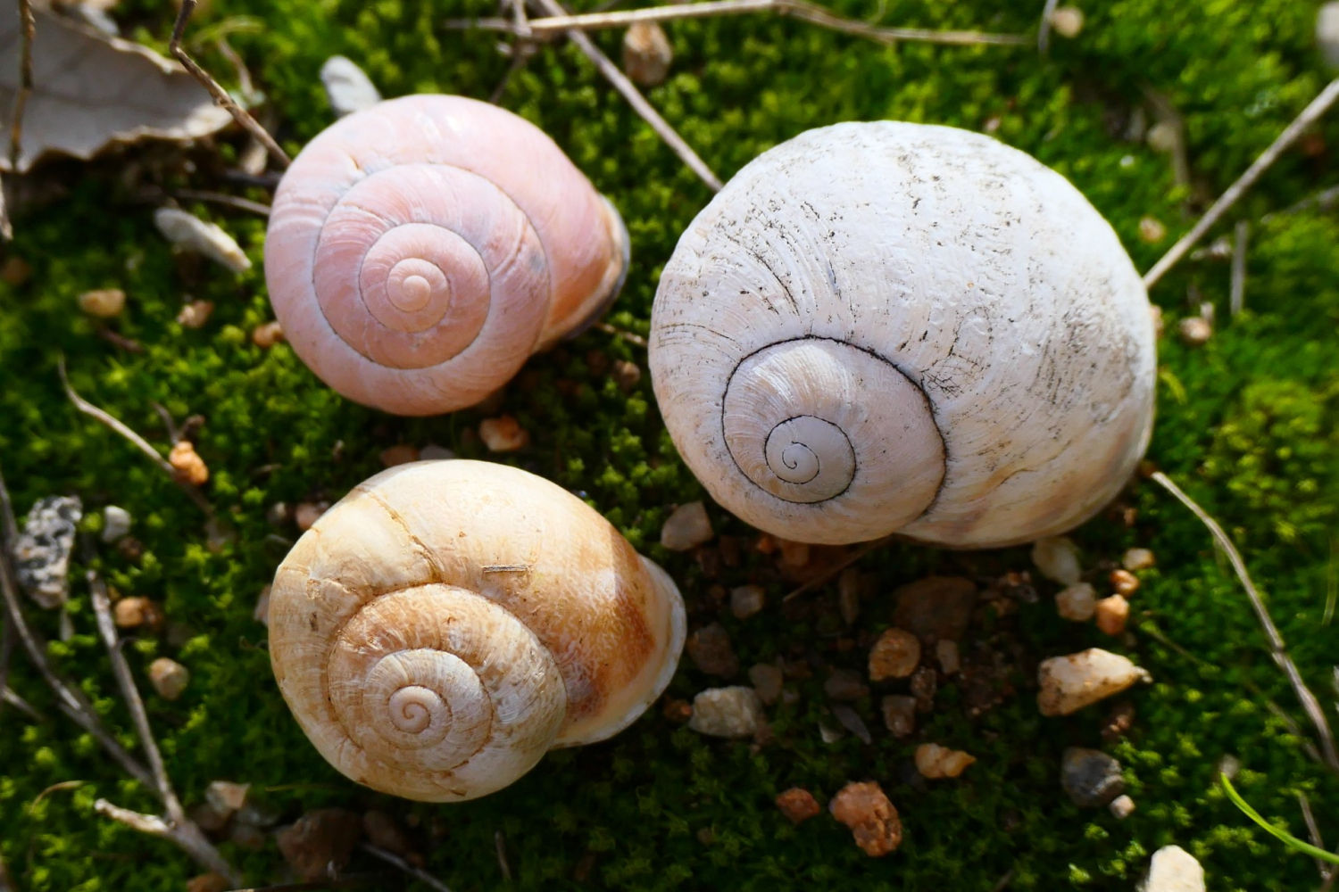 FotoFlash: La bella tanatocenosis del campo