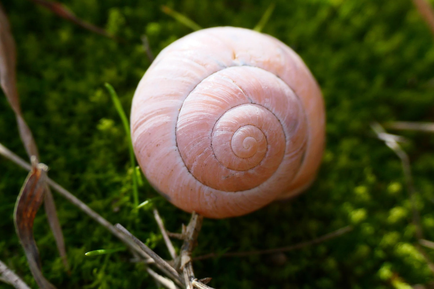 FotoFlash: La bella tanatocenosis del campo