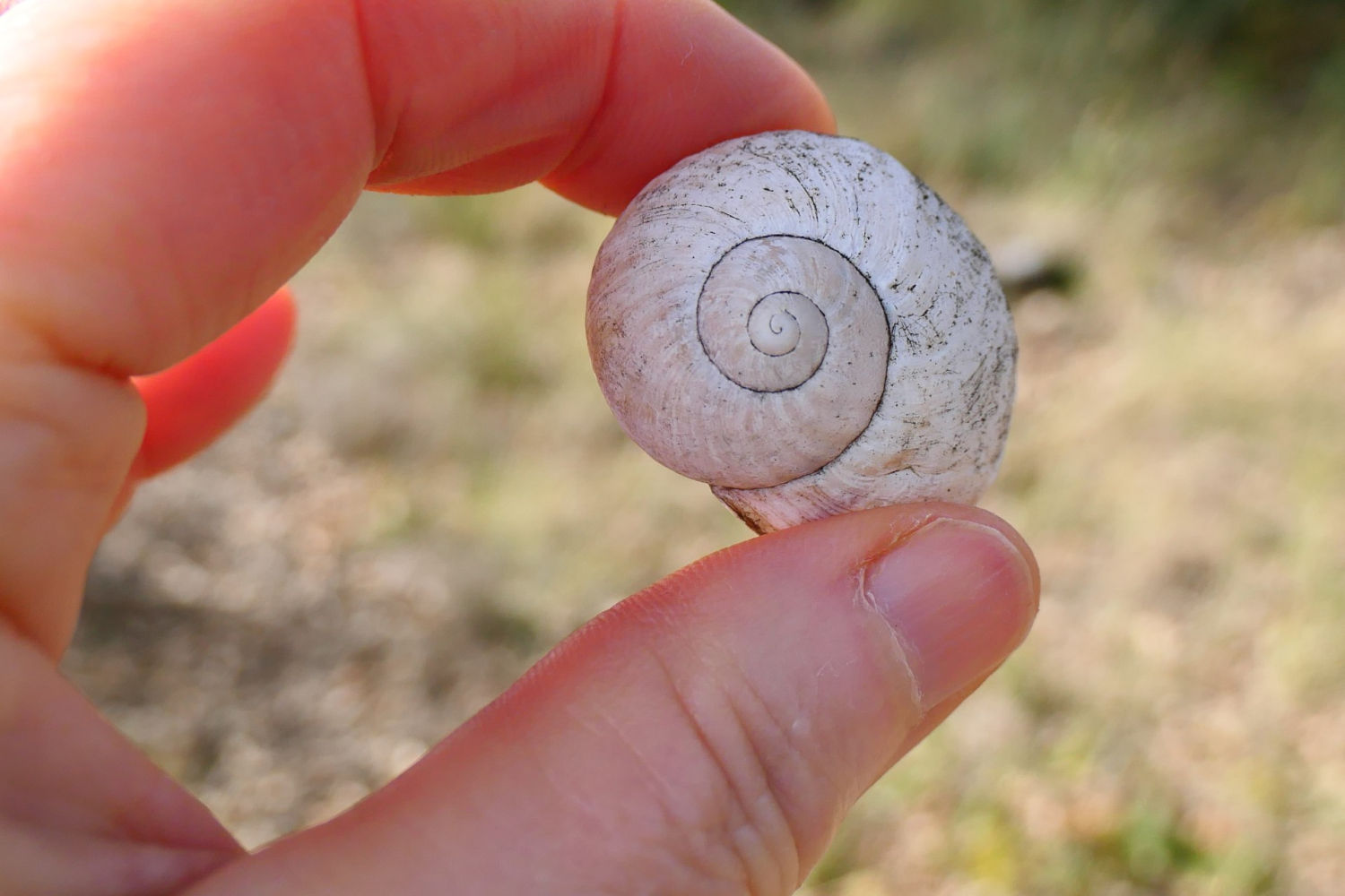 FotoFlash: La bella tanatocenosis del campo
