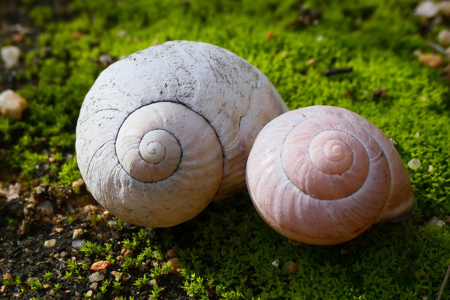 FotoFlash: La bella tanatocenosis del campo