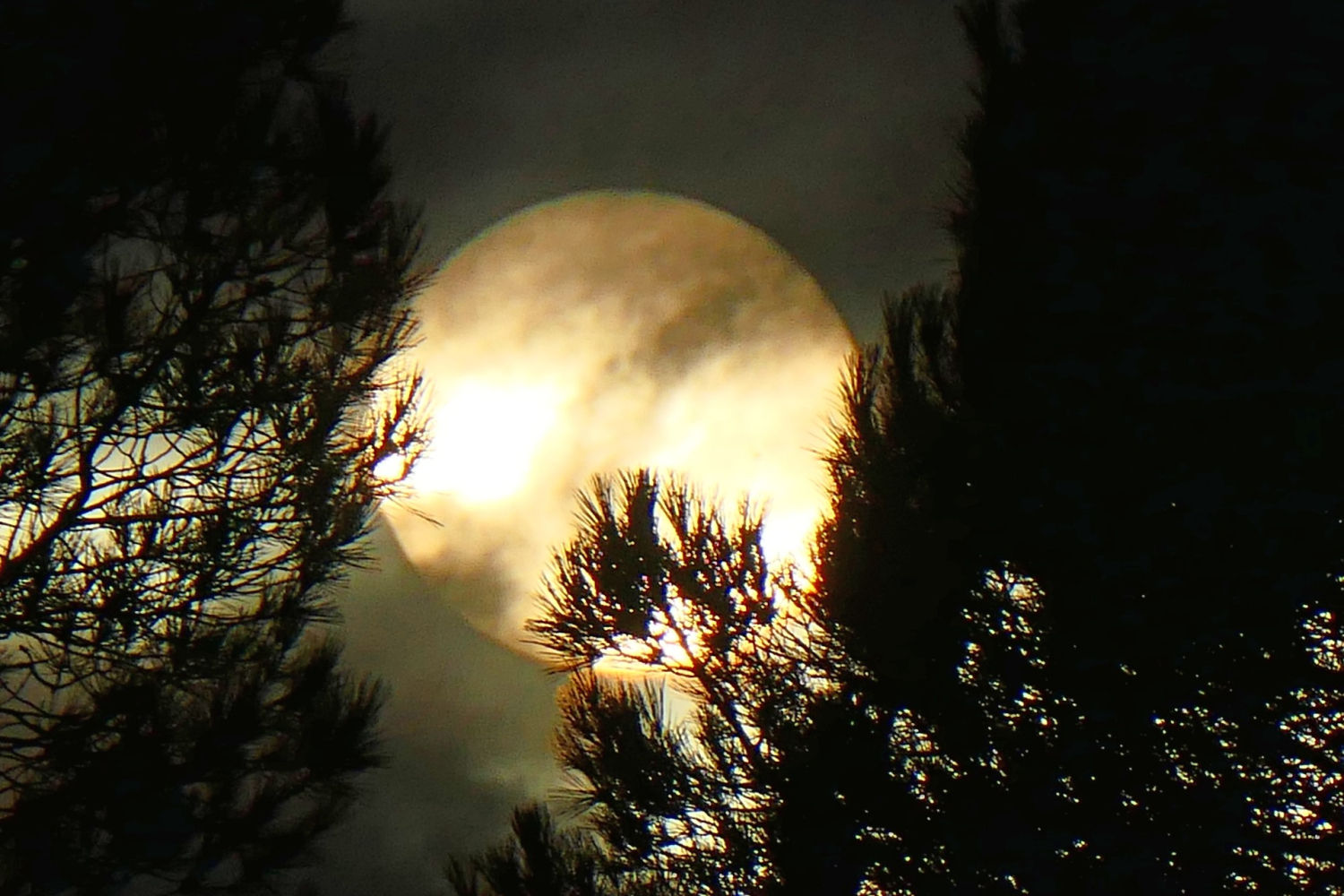 El sol blanco entre las nubes y los árboles.