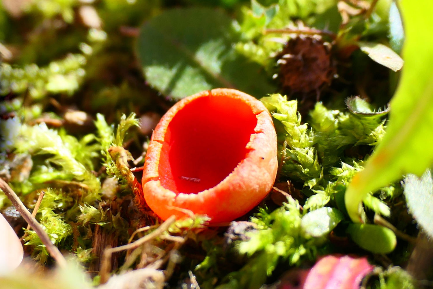 La copica escarlata.