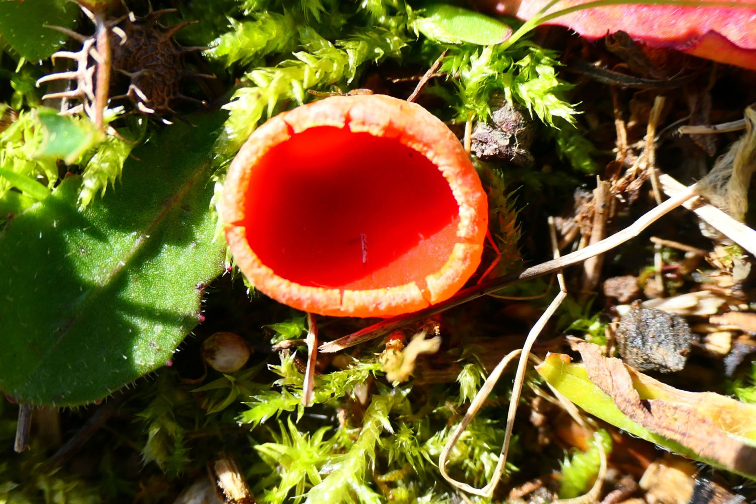 Ejemplar de copica escarlata.