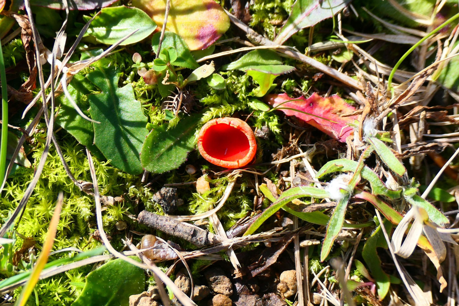 La copica escarlata en Vilobí d'Onyar.