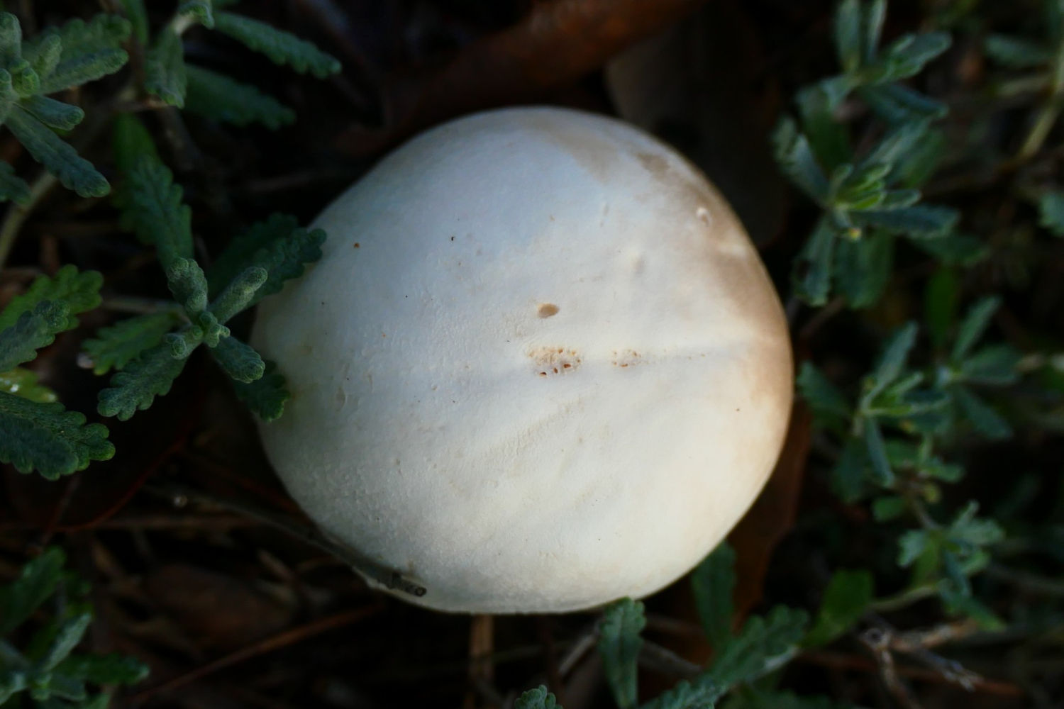 El champiñón silvestre común.