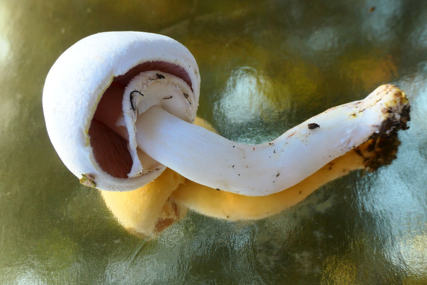 Ejemplar de champiñón silvestre común.