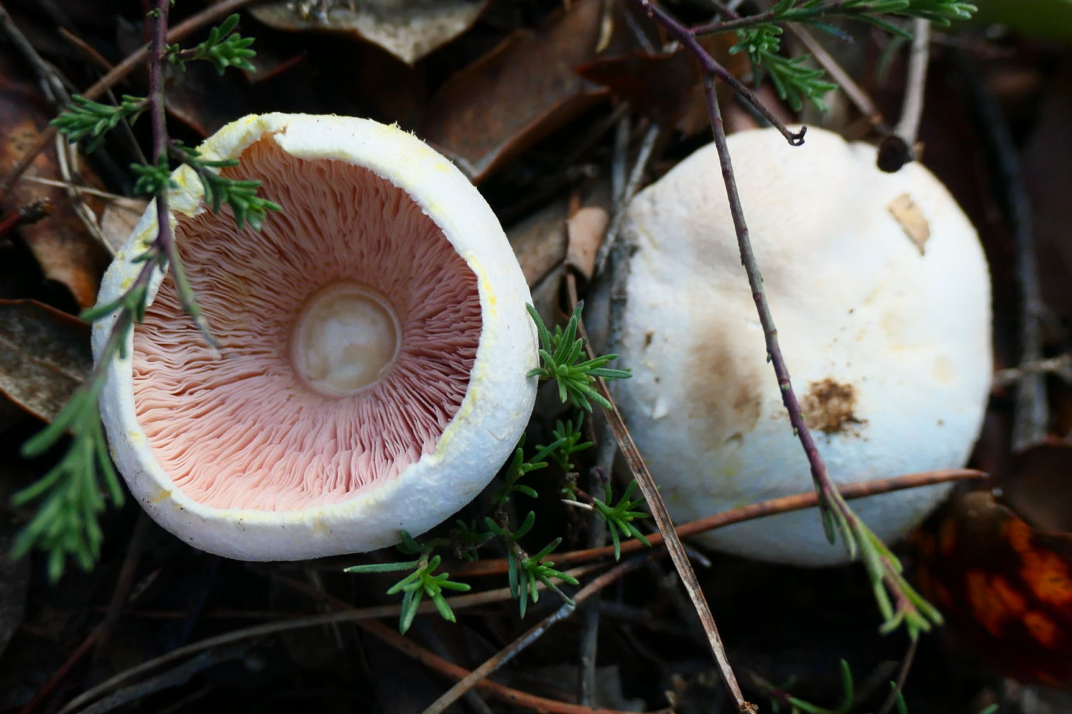 Ejemplares de champiñón silvestre común.