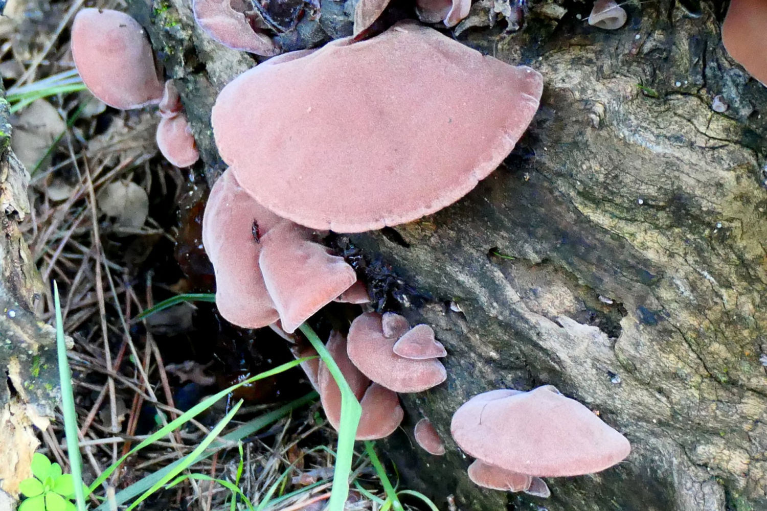 La Auricularia auricula-judae, conocida comúnmente como oreja de Judas.