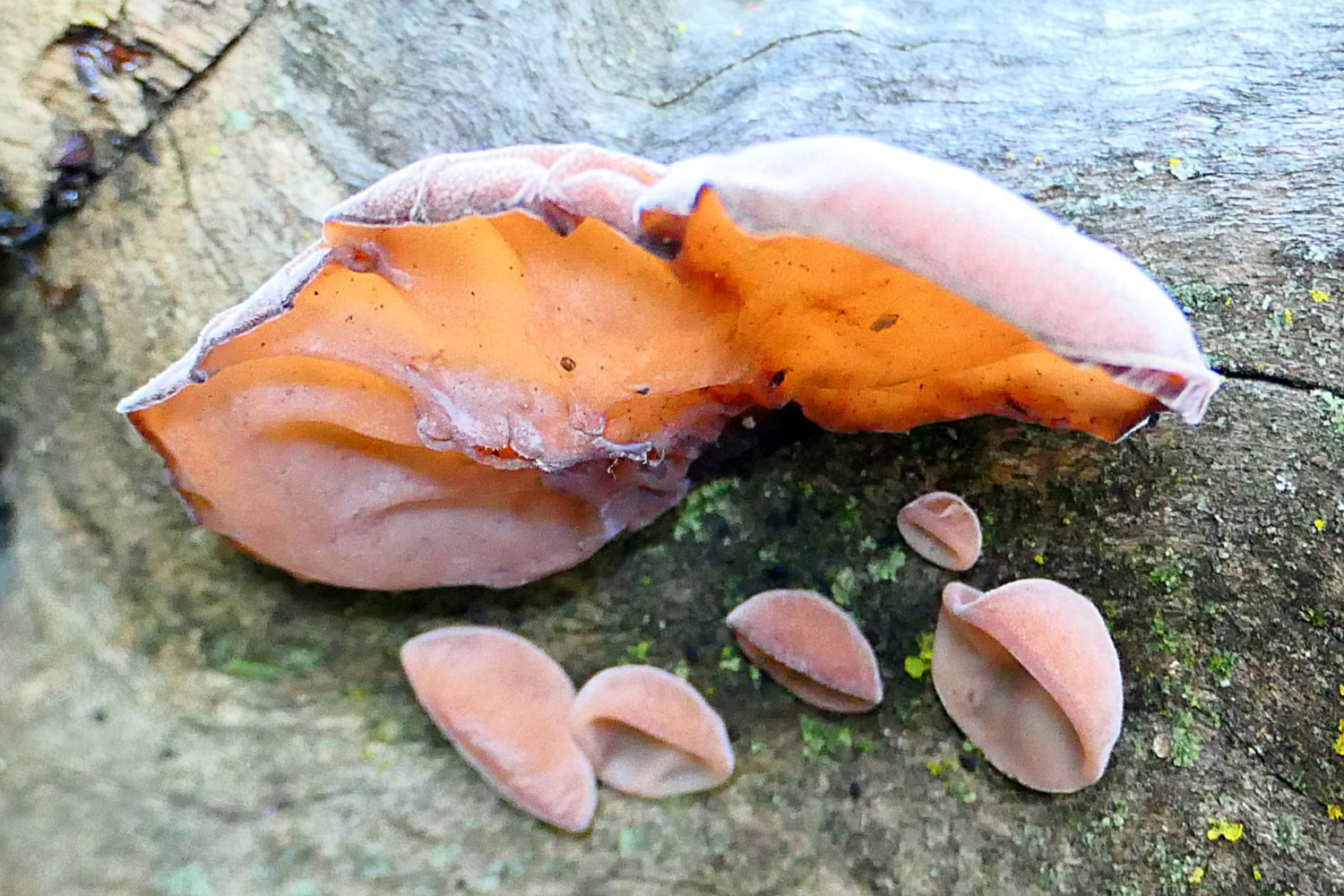 Ejemplar de oreja de Judas.