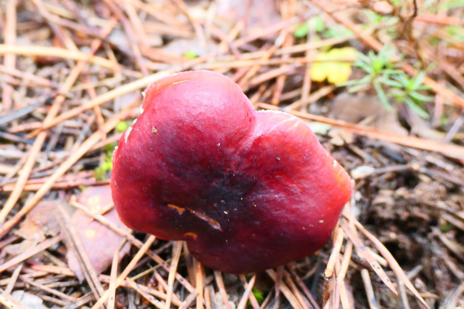Russula emetica.