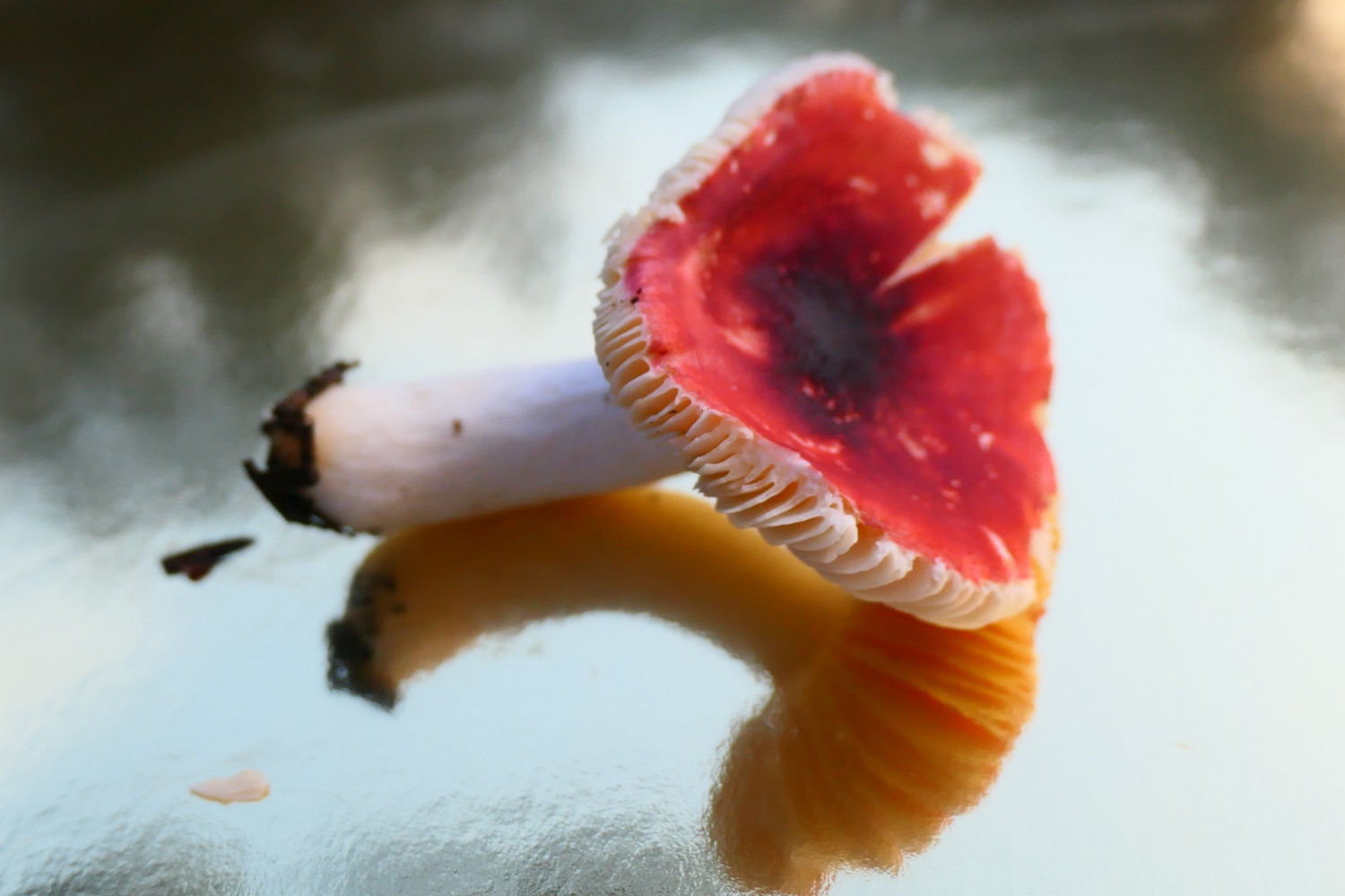 Ejemplar de Russula emetica.