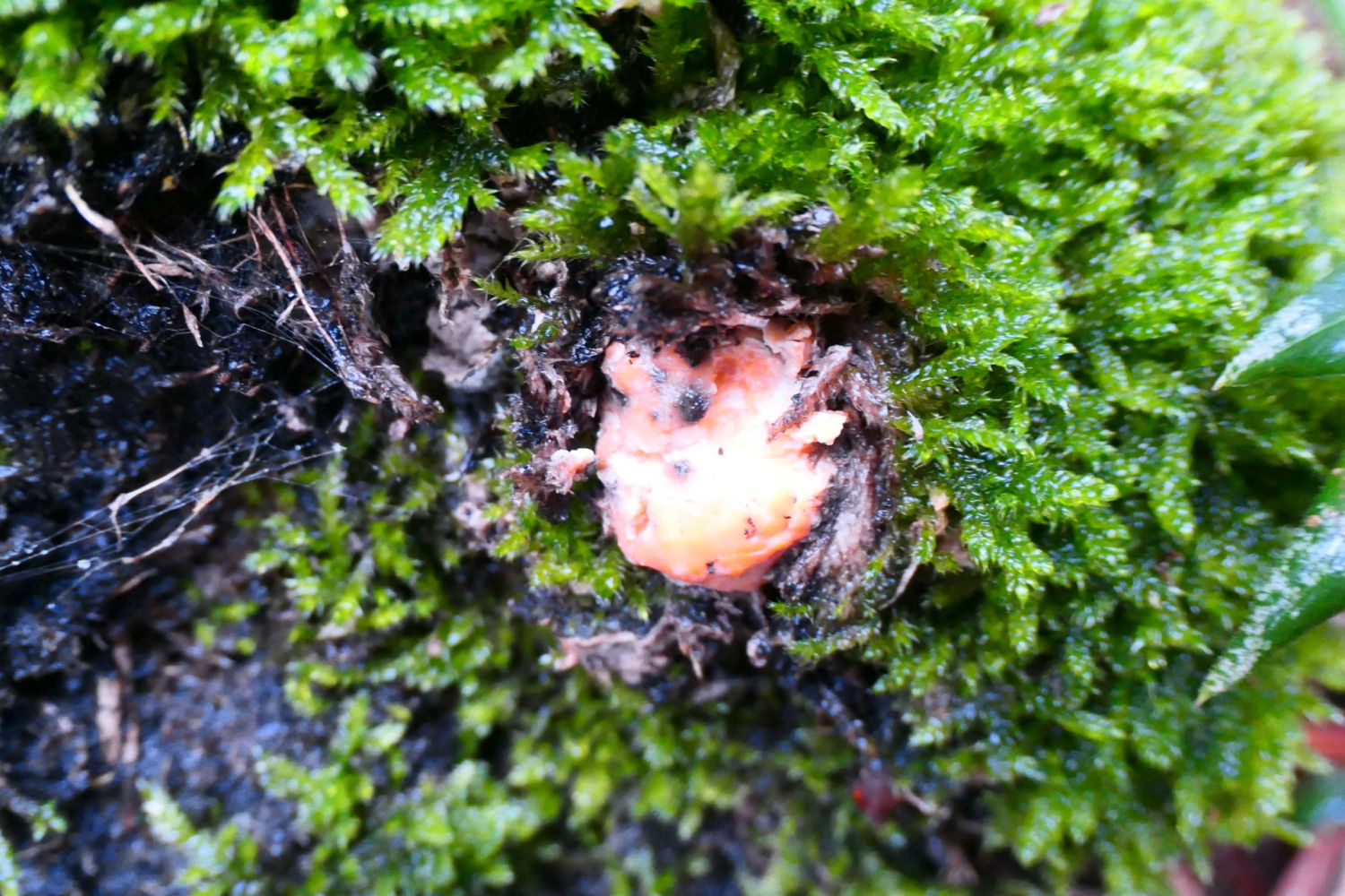 Dominuta Octospora musci-muralis Graddon.