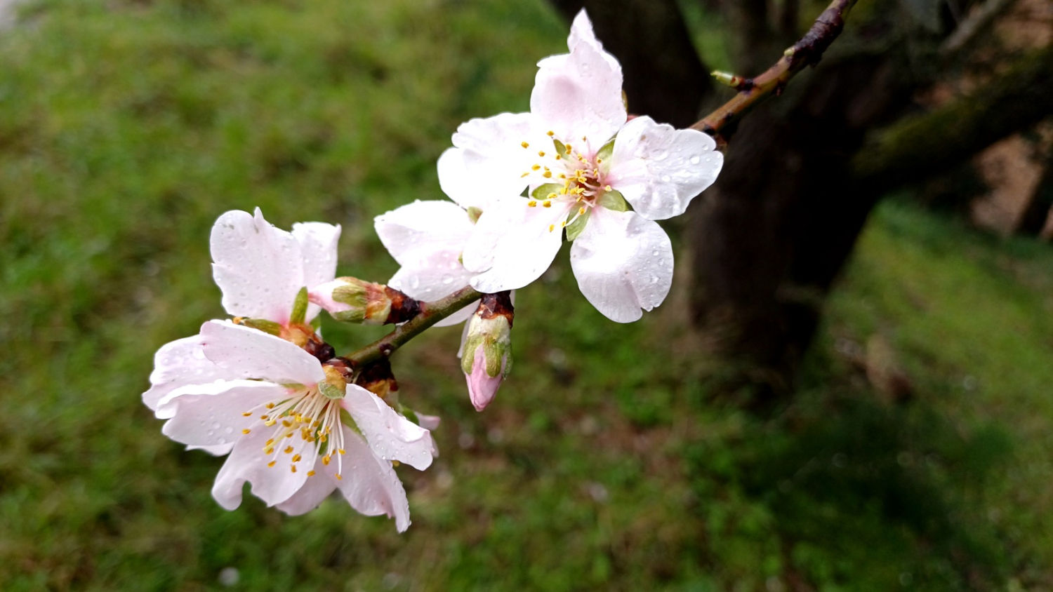 Almendro en flor en Ullastrell.