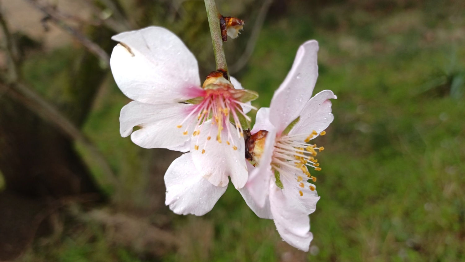 Flor del almendro, en enero.