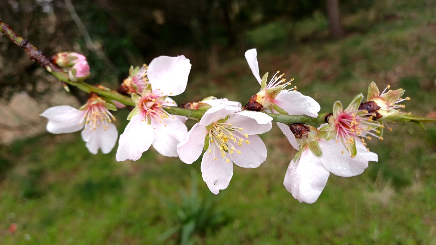 Flores del almendro, en Ullastrell.