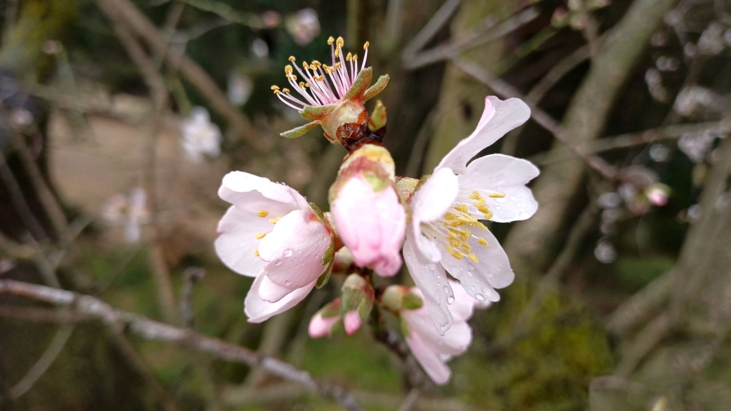 Detalle de la flor del almendro.