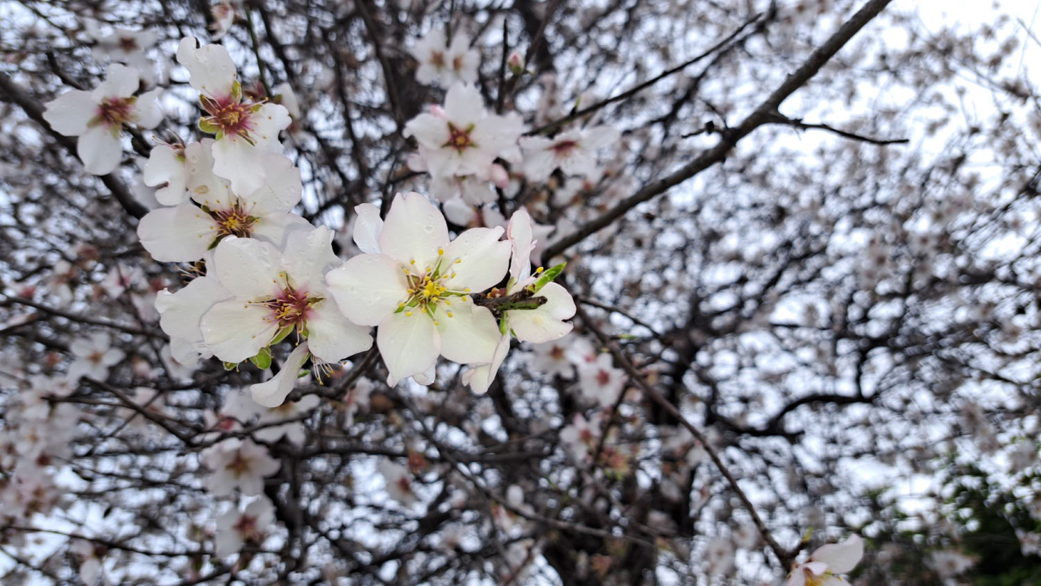 Almendro florecido en enero en  Alba-Rosa, Viladecans.