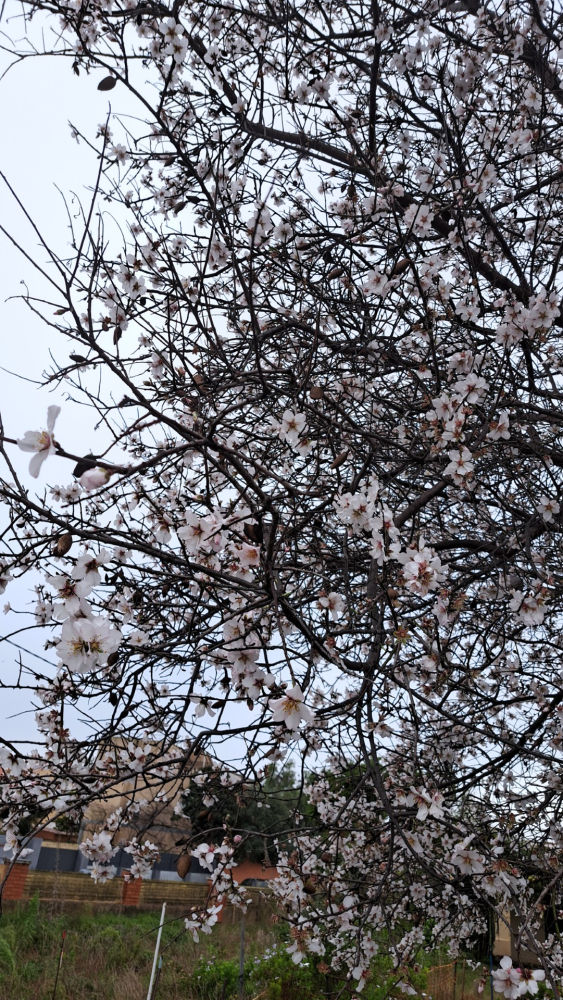 Almendro florecido, en Viladecans, en enero.