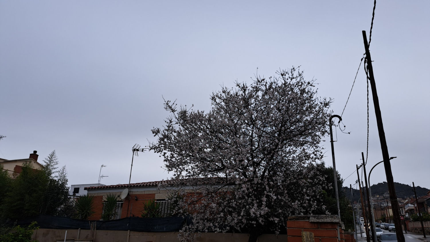 Almendro en flor en enero en Alba-Rosa, Viladecans.
