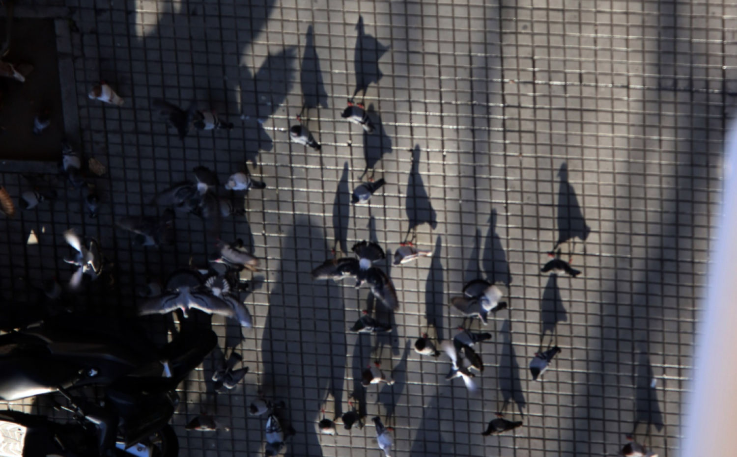 Sombras de palomas.
