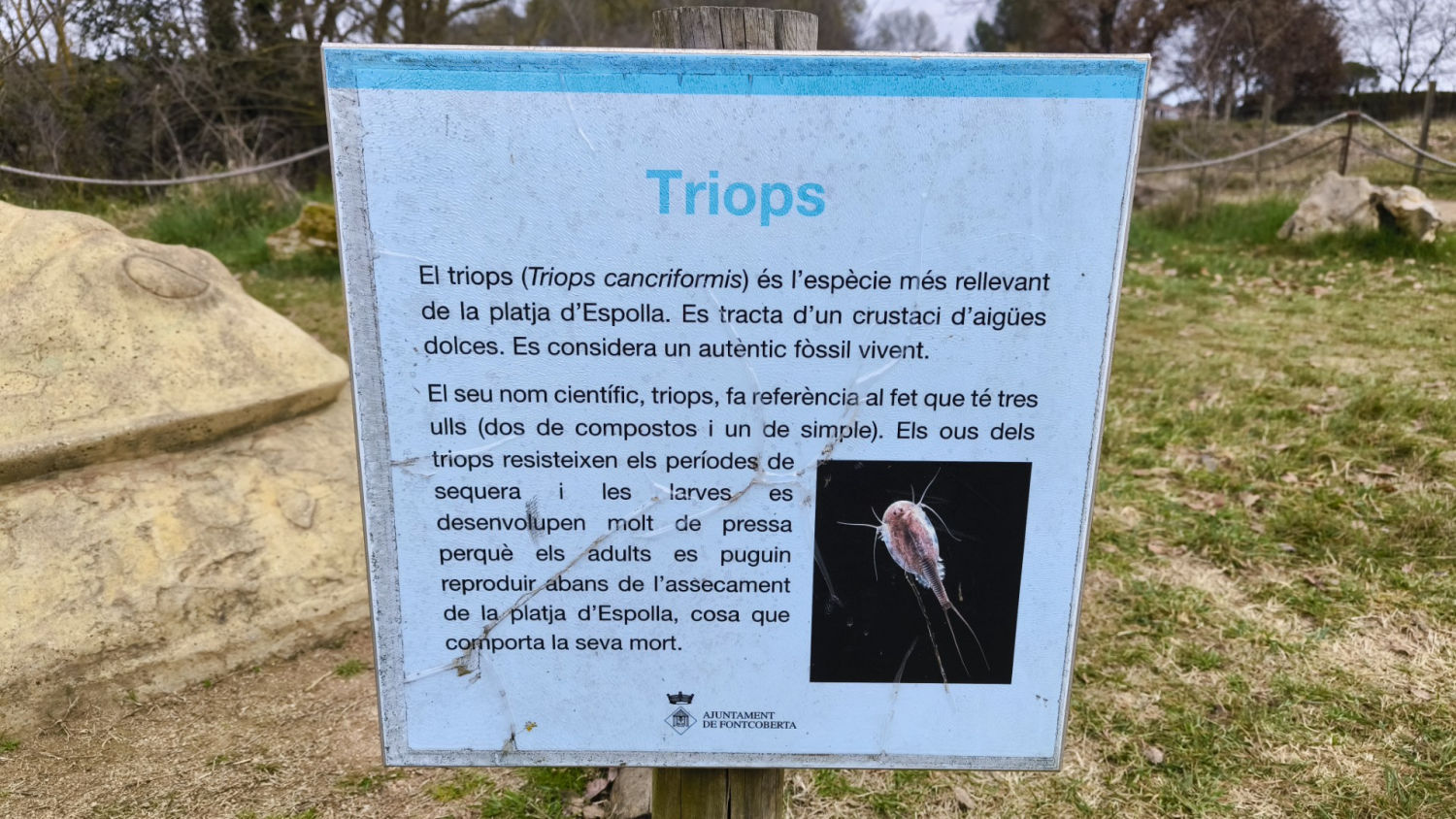 Explicación de los triops en la Platja d'Espolla.