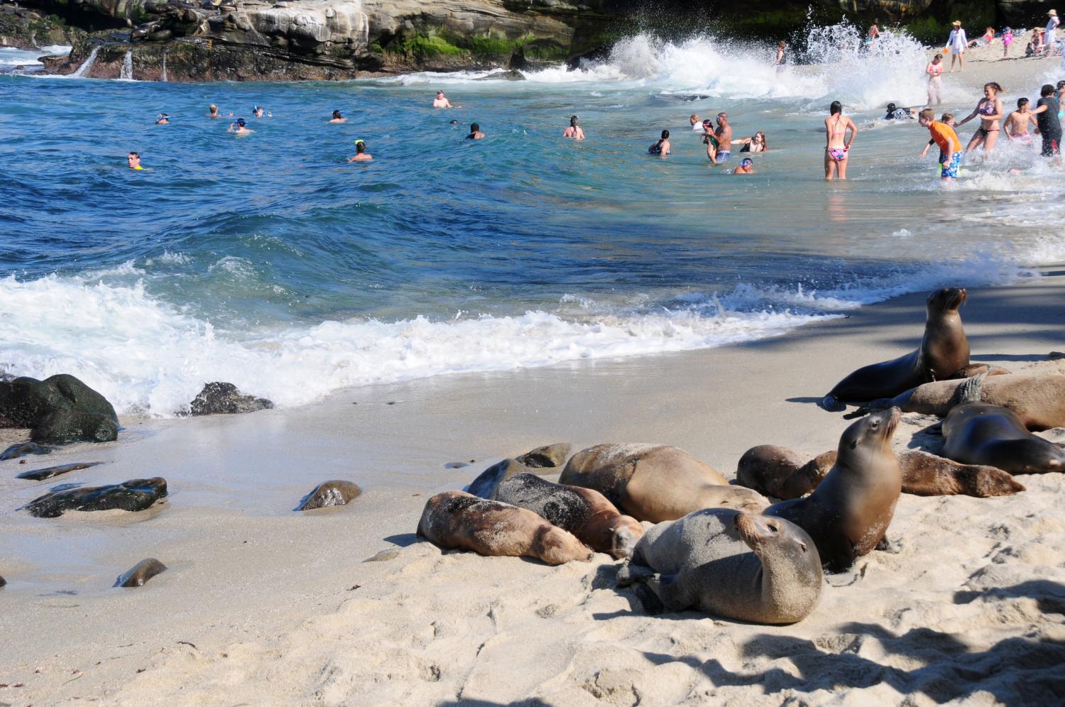 LA JOLLA COVE.San Diego (California).