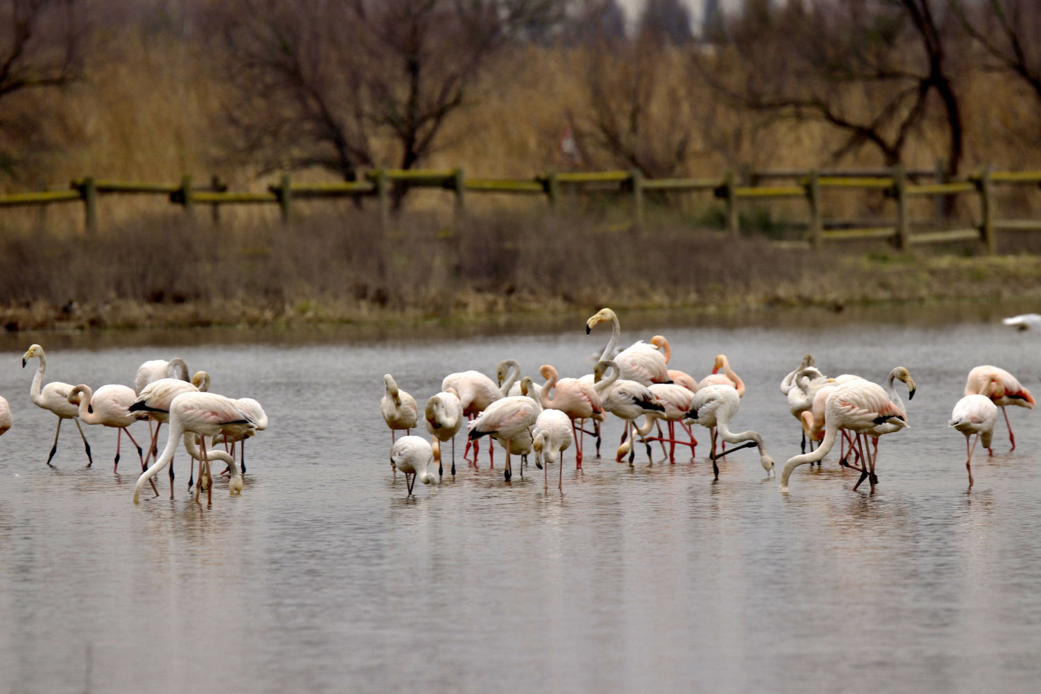 Flamencos en los Aiguamolls.