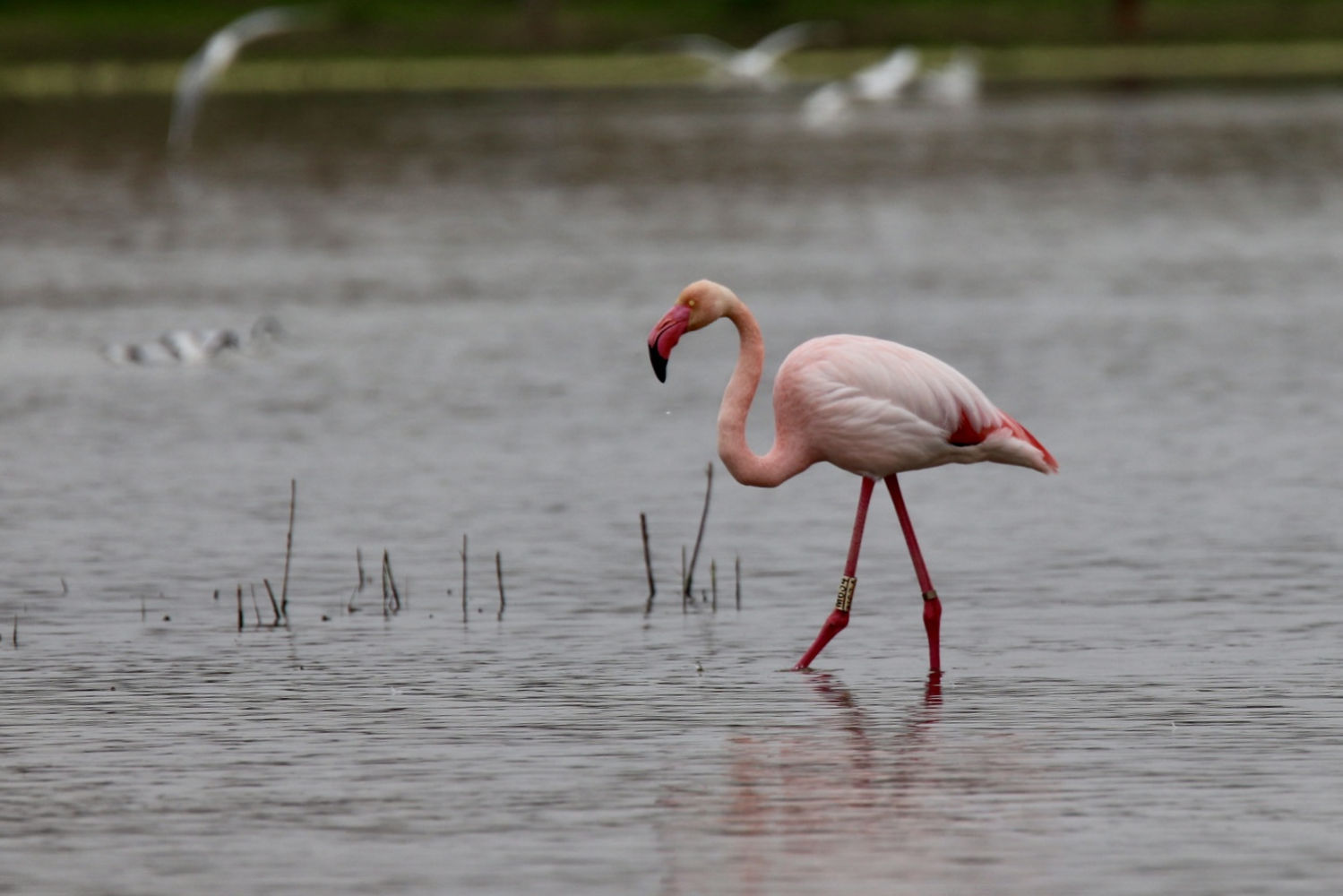 La elegancia del flamenco.