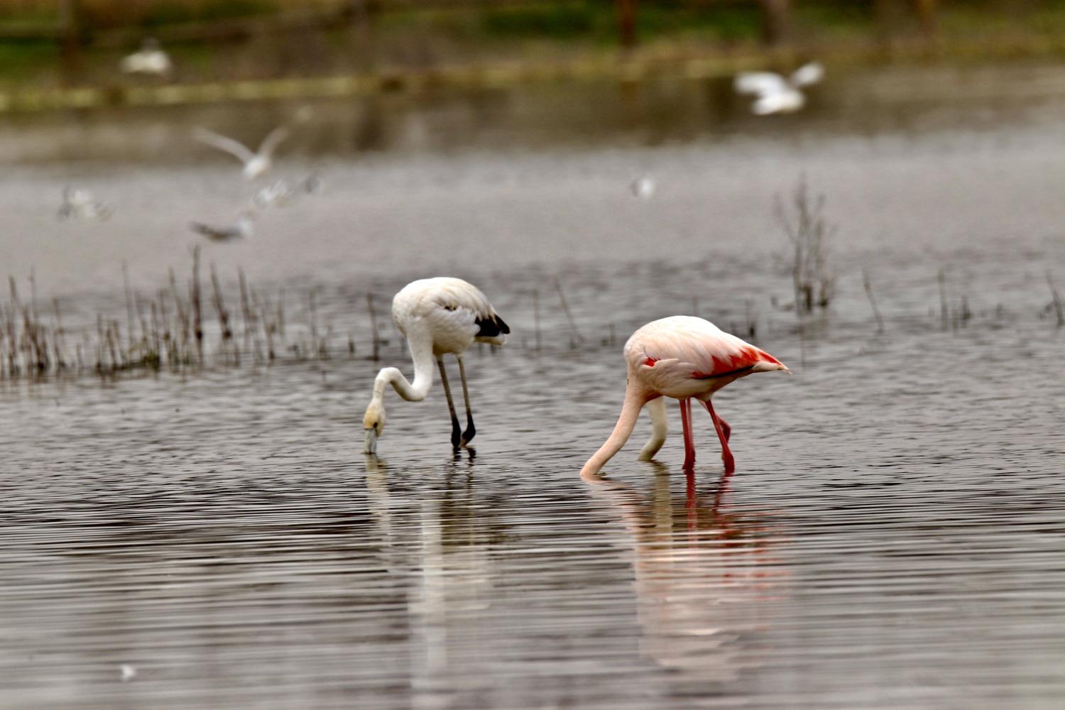 Flamencos alimentándose en los Aiguamolls.