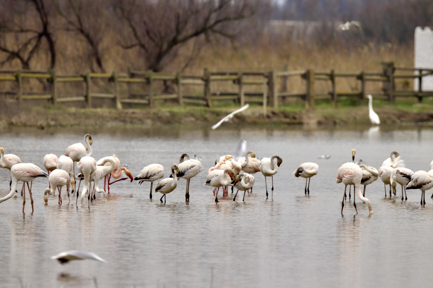 Grupo de flamencos en los Aiguamolls del Empordà.