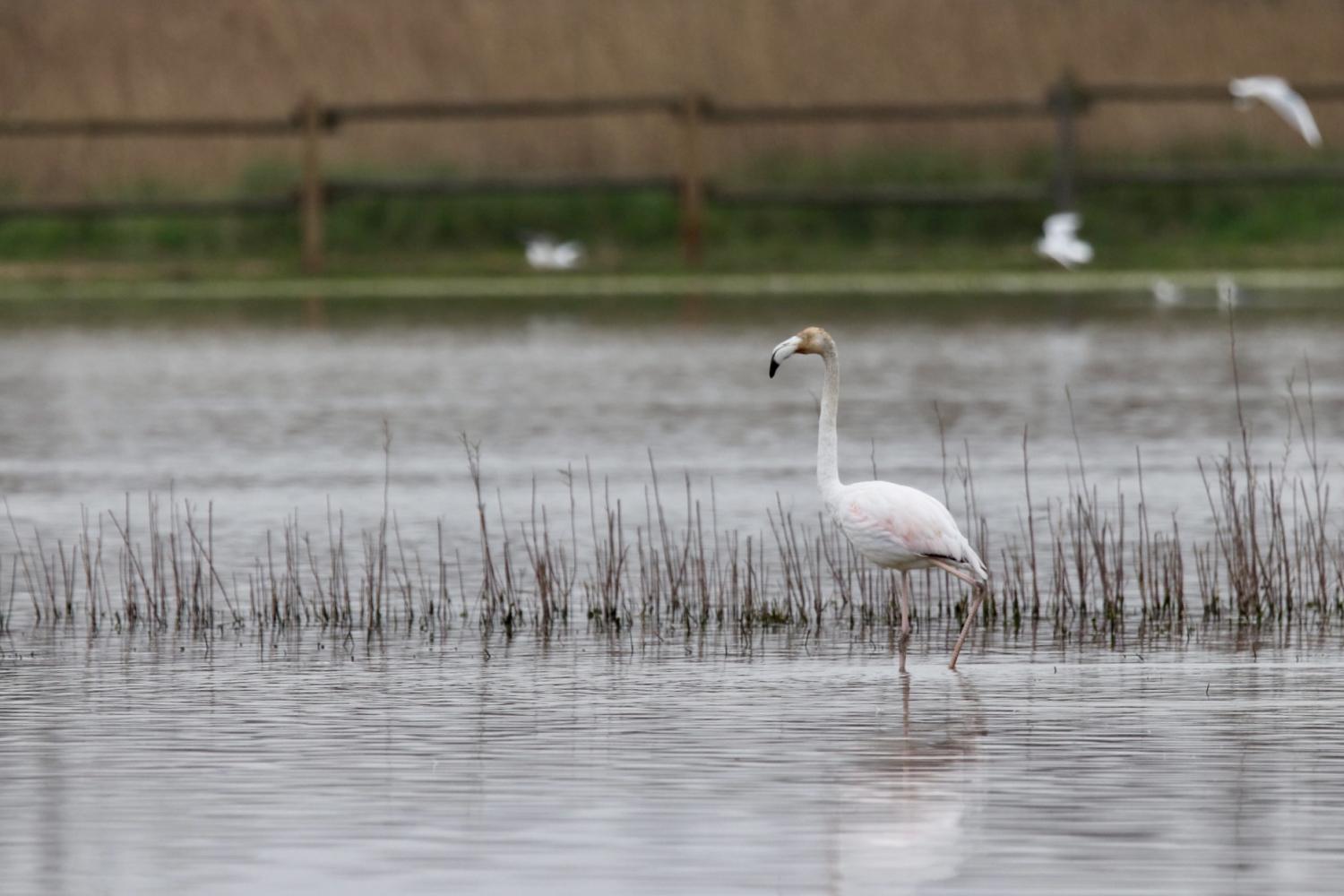Flamenco de plumaje blanco.