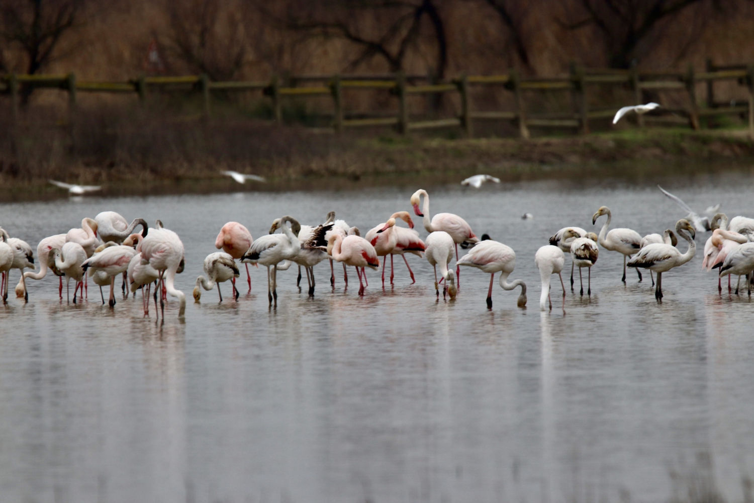 Flamencos de todos los tamaños.