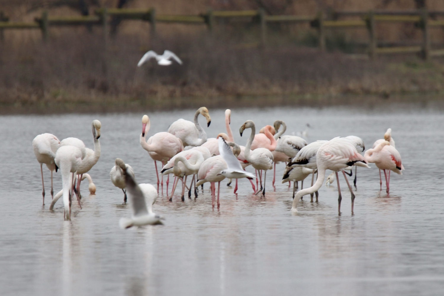 Flamenco conviviendo en los Aiguamolls.