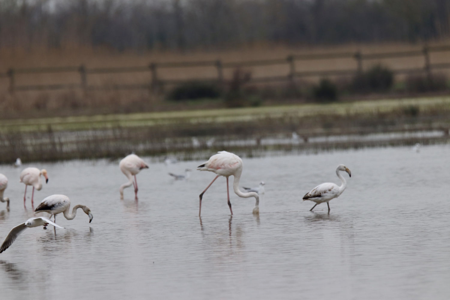 Flamencos de diferentes tamaños en los Aiguamolls del Empordà.