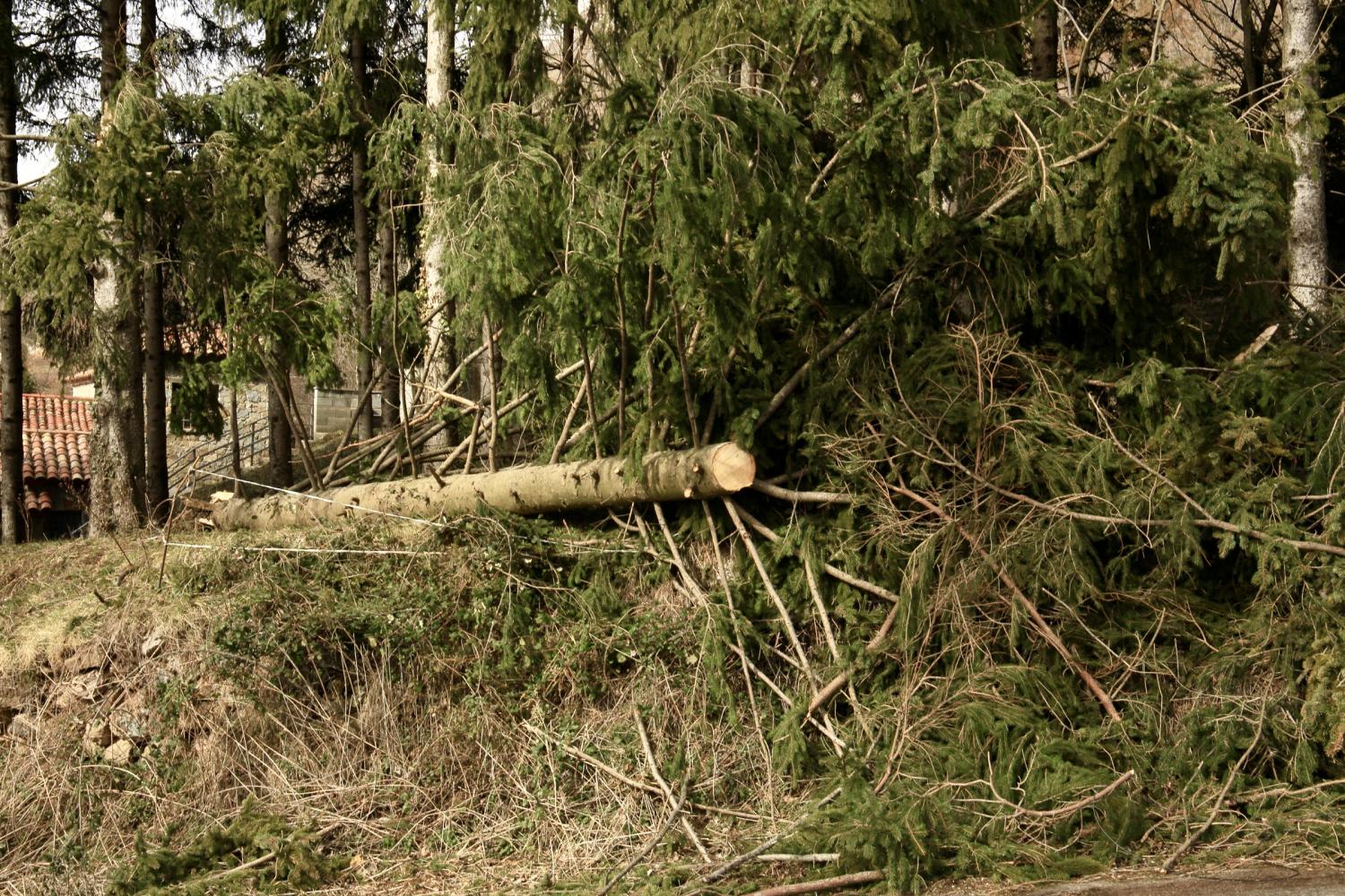 Árbol caído.