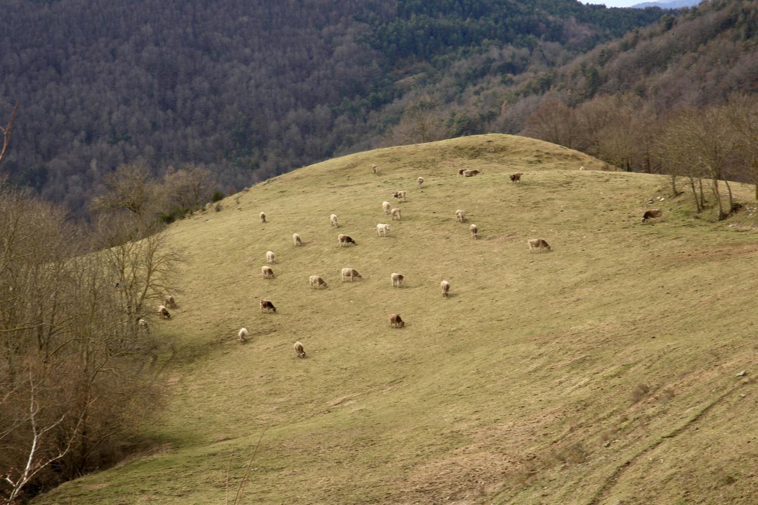 Rebaño pastando en el valle.