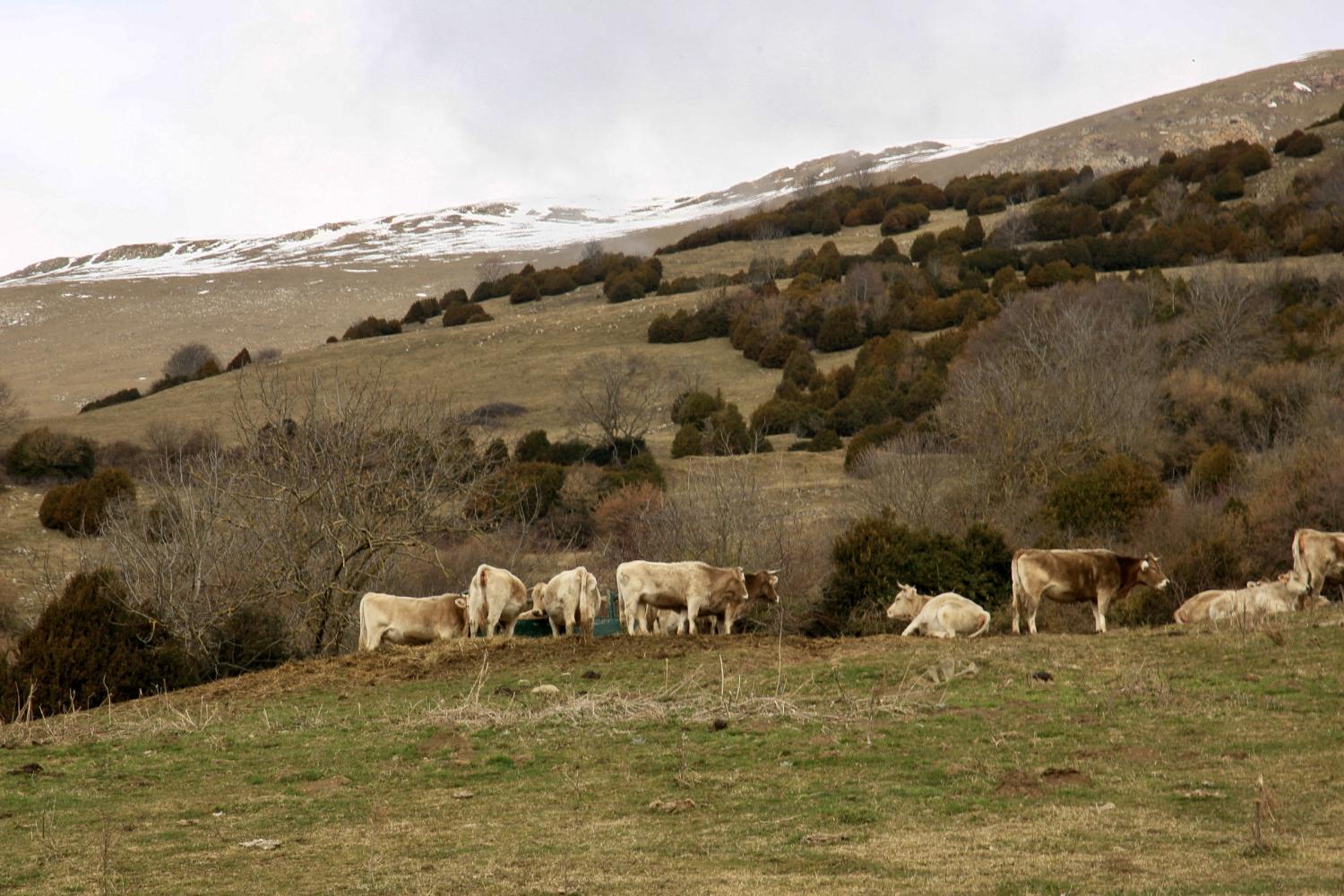 Vacas del Ripollès.