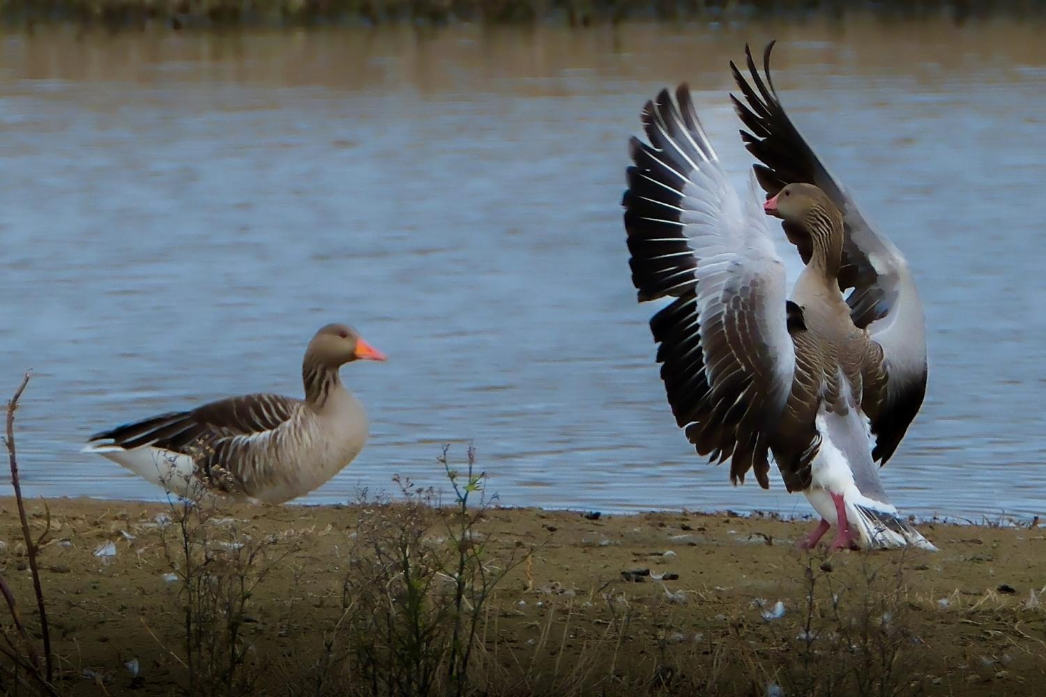 El  ánsar común (Anser anser), también conocido como ganso común u oca común, en el Remolar-Filipines.