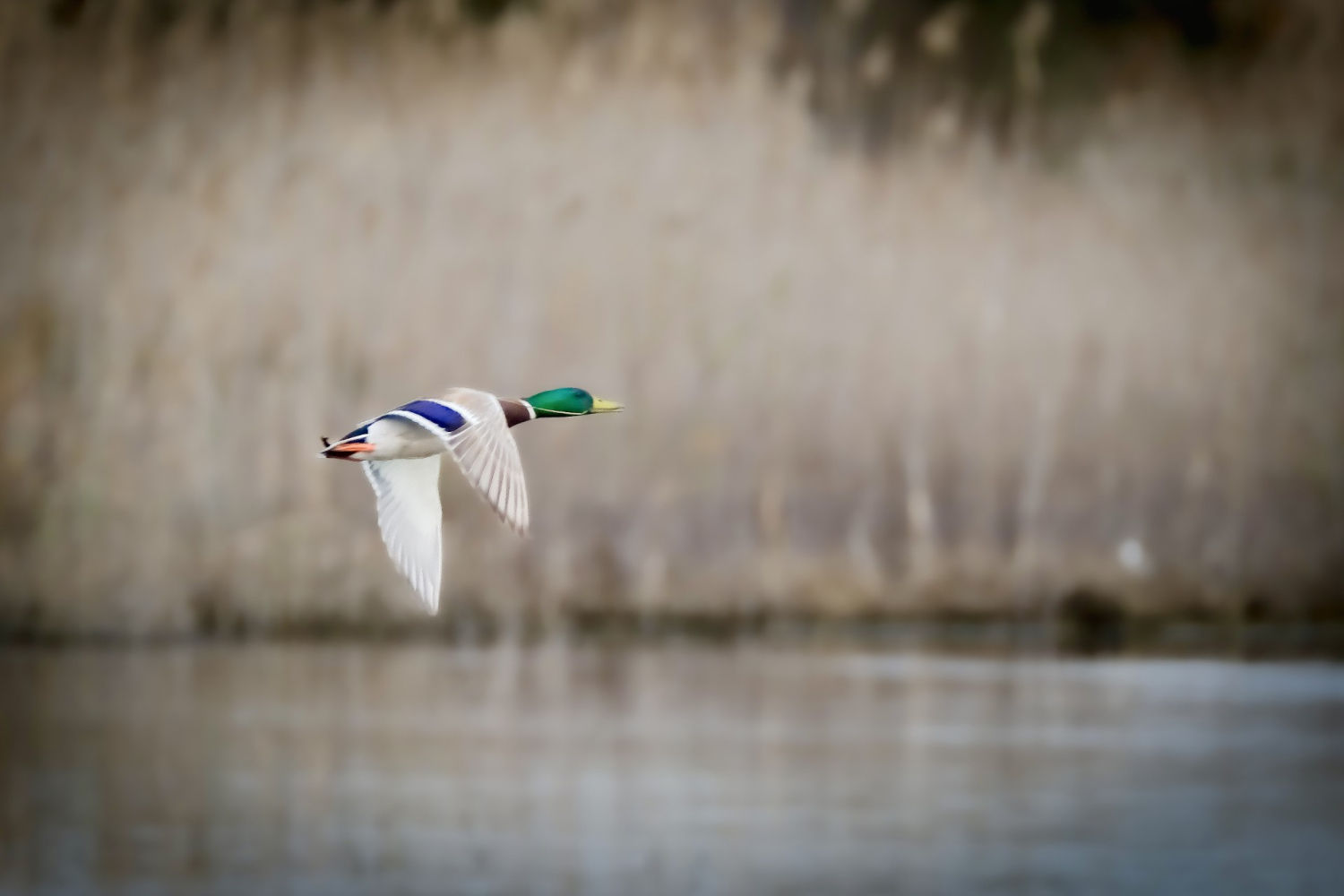 El vuelo del ánade real, también conocido comúnmente como pato azulón.