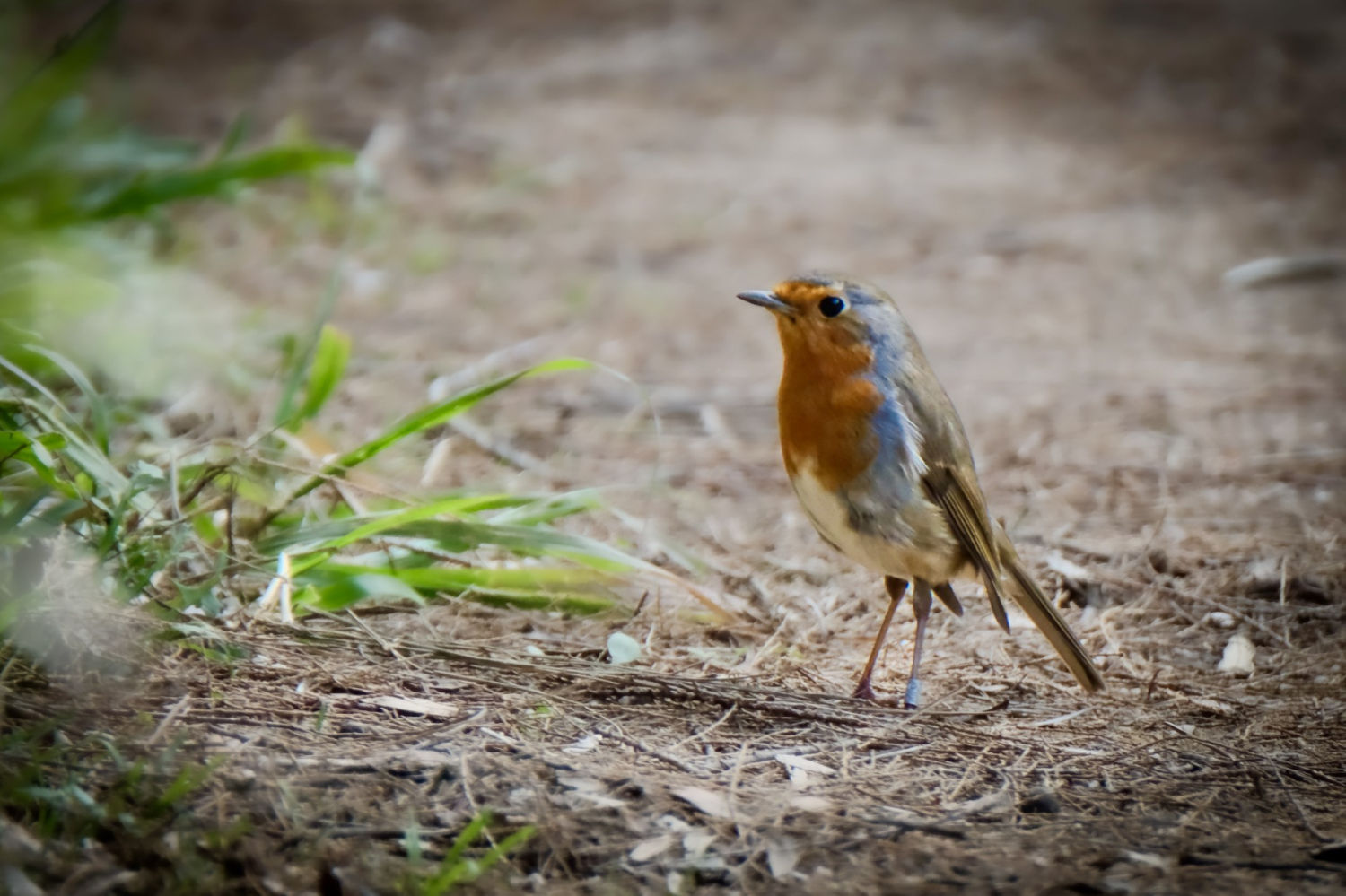 El petirrojo europeo (Erithacus rubecula), reconocible por su característico pecho de color naranja rojizo.