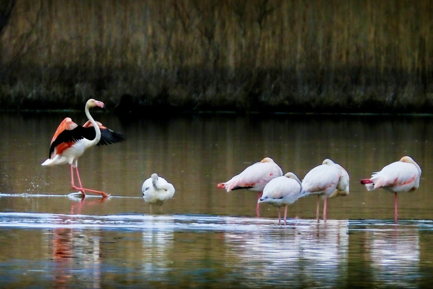 Grupo de flamencos (Phoenicopterus), reconocidos por sus largas patas, cuello esbelto y plumaje rosado.