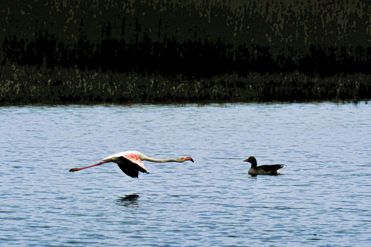 Un flamenco en pleno vuelo pasa junto a un pato.