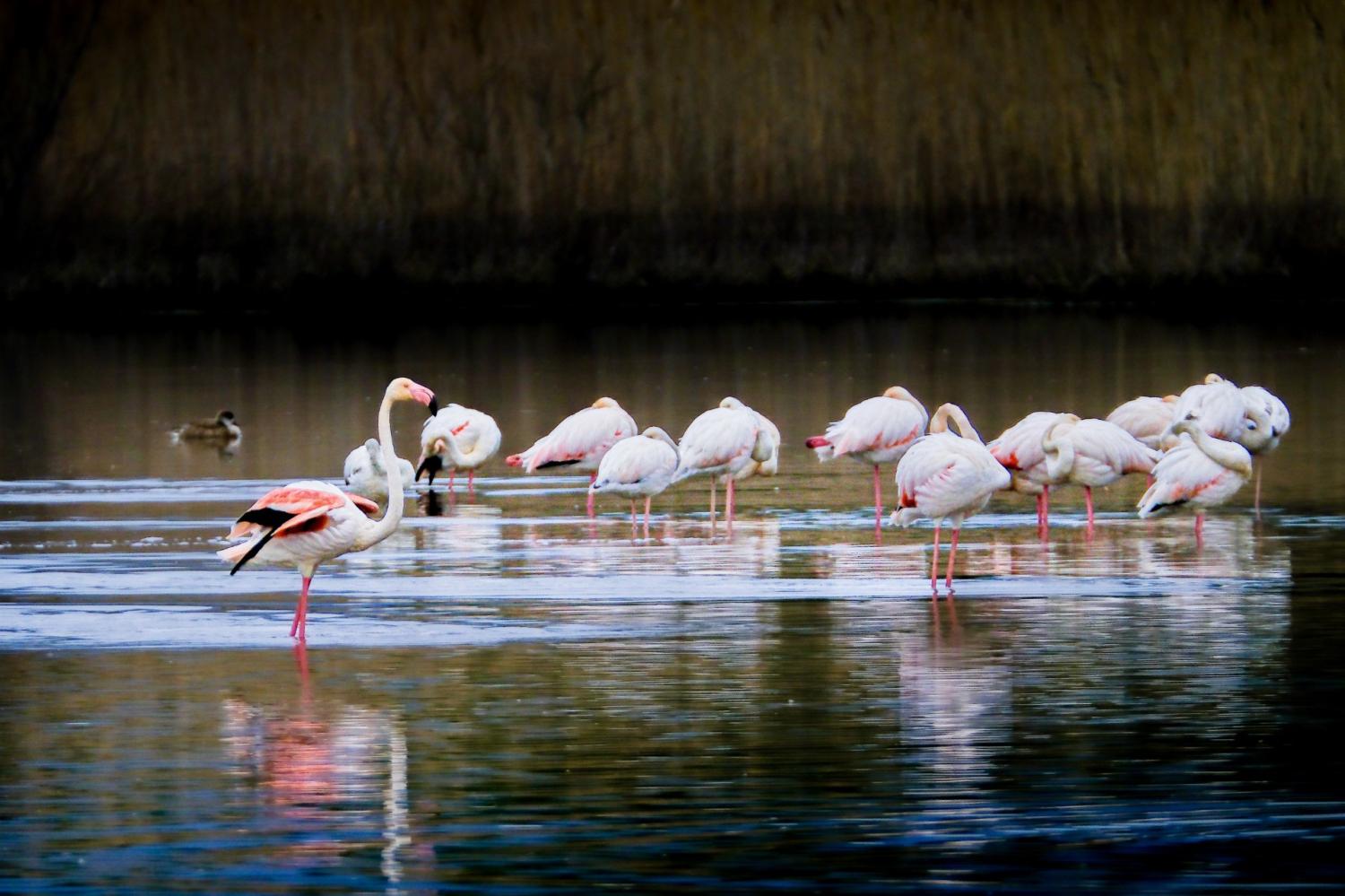 Flamencos en el Remolar-Filipines.