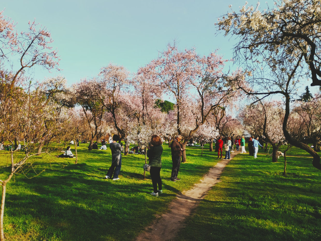 Paseo entre almendros en flor en la Quinta de los Molinos.