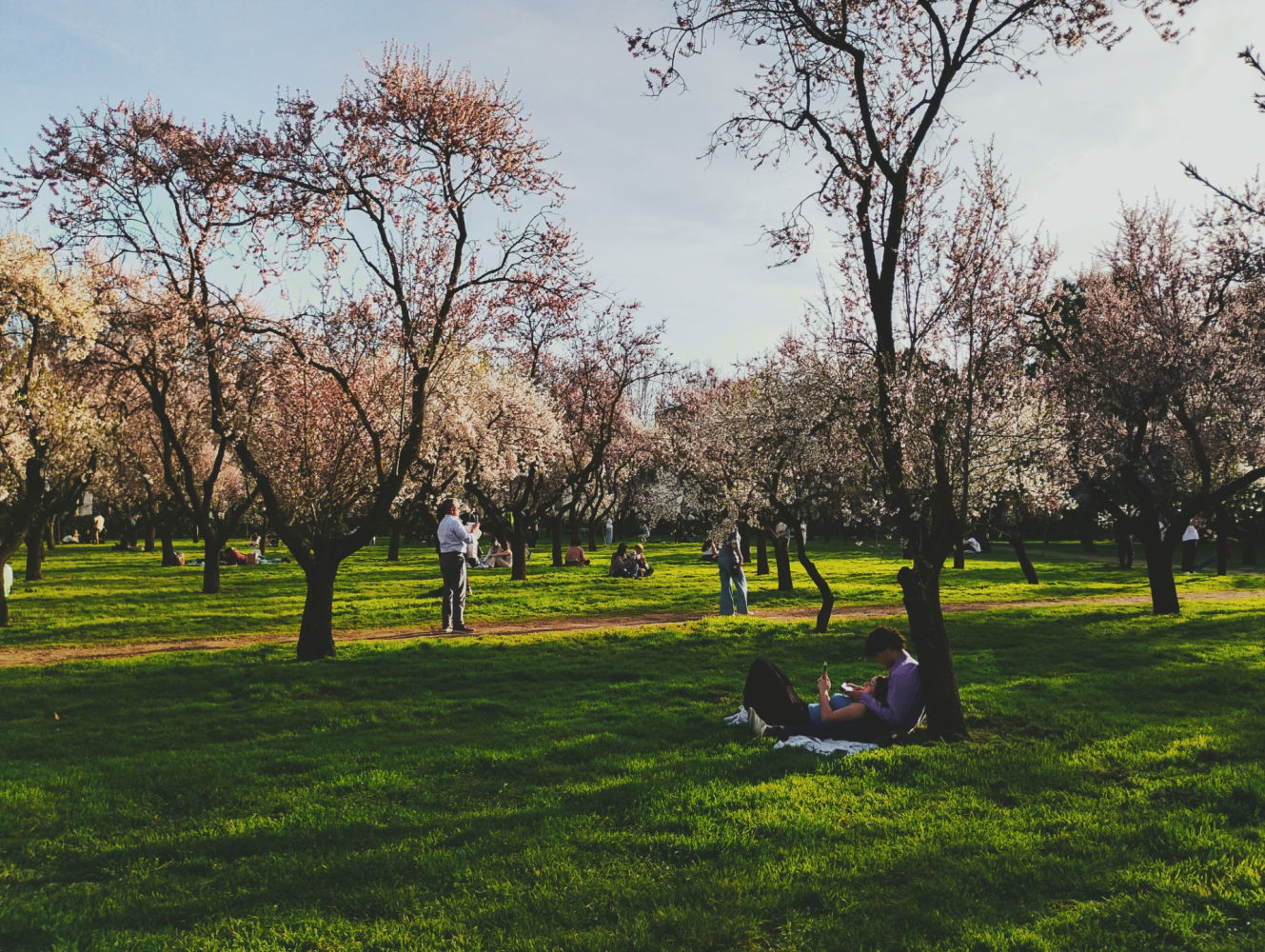 Almendros en flor en la Quinta de los Molinos.