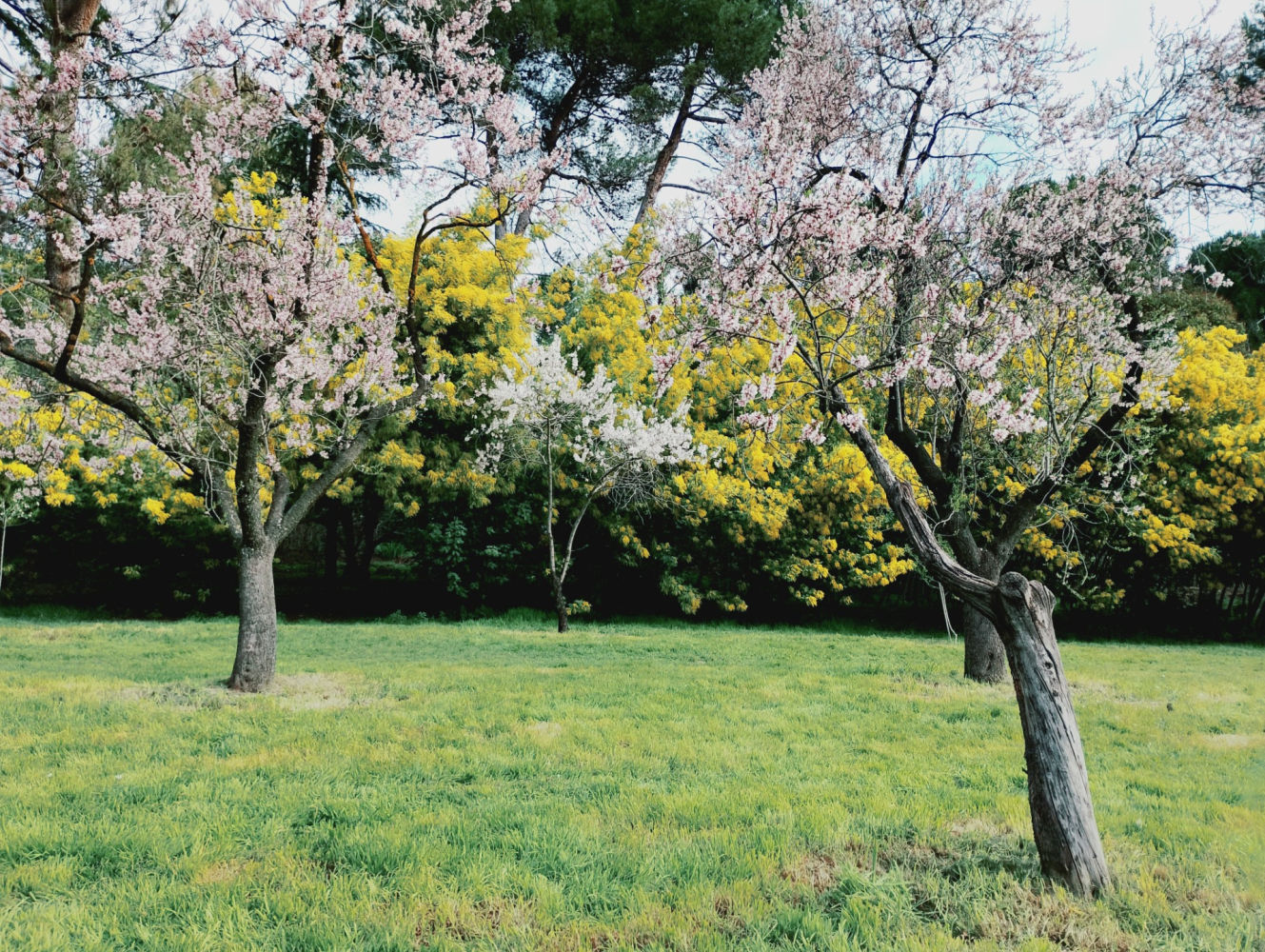 La simbiosis de almendros y mimosas en la Quinta de los Molinos.