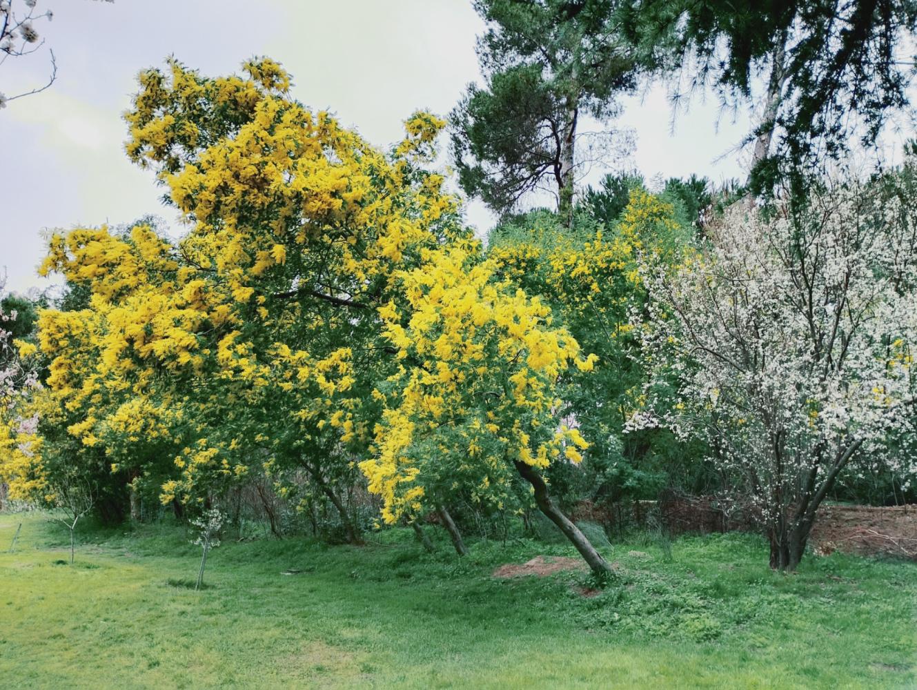 El amarillo de las mimosas se reivindica en el parque de la Quinta de los Molinos.