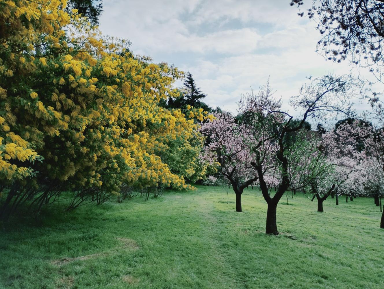 Almendros y mimosas en la Quinta de los Molinos.